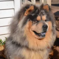 ZEKE, a male Chow Chow for sale in Greenfield, MO – Photo 3 of 10