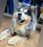 ZEKE, a male Chow Chow for sale in Greenfield, MO – Photo 6 of 10