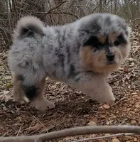 ZEKE, a male Chow Chow for sale in Greenfield, MO – Photo 10 of 10