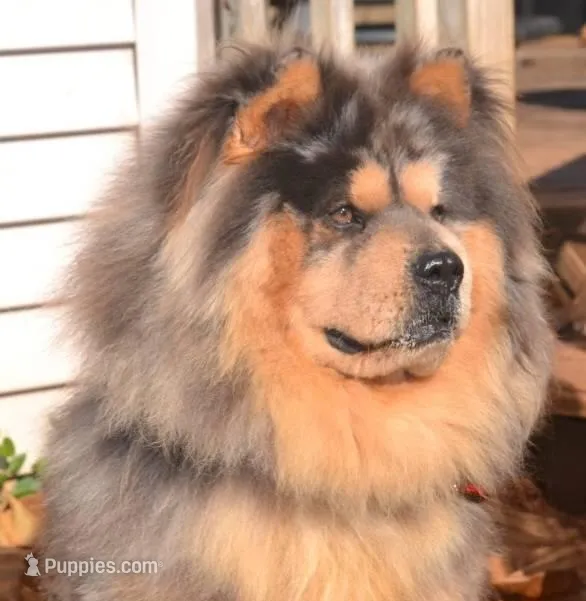 ZEKE – Chow Chow puppy for sale in Greenfield, MO