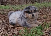 ZEKE, a male Chow Chow for sale in Greenfield, MO – Photo 8 of 10