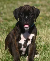 Blue collar , a male Boxer for sale in Greenfield, MO – Photo 7 of 10