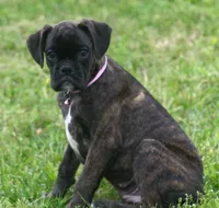 Holly , a male Boxer for sale in Greenfield, MO – 8 of 10