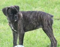 Holly , a male Boxer for sale in Greenfield, MO – 5 of 10