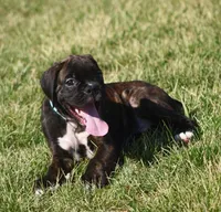 Blue collar , a male Boxer for sale in Greenfield, MO – Photo 4 of 10