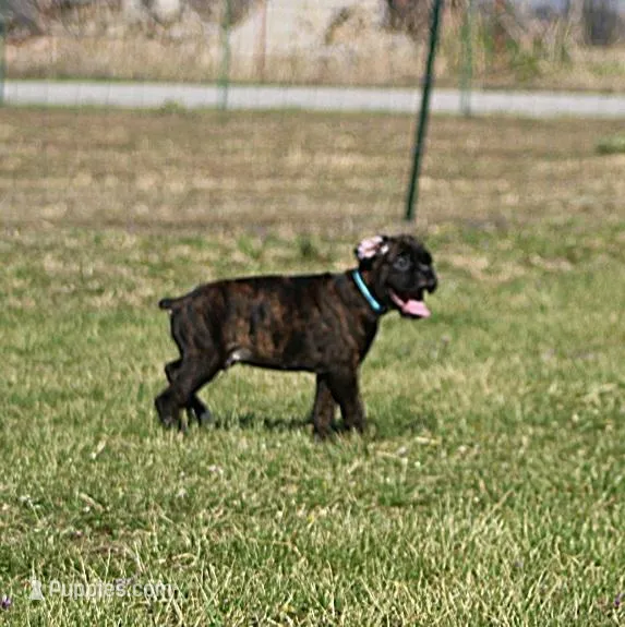 Blue collar  – Boxer puppy for sale in Greenfield, MO