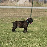 Blue collar , a male Boxer for sale in Greenfield, MO – Photo 1 of 10