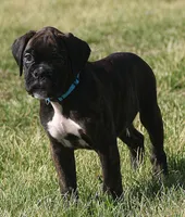 Blue collar , a male Boxer for sale in Greenfield, MO – Photo 10 of 10