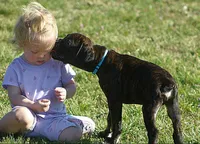 Blue collar , a male Boxer for sale in Greenfield, MO – Photo 9 of 10