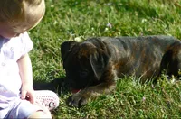 Blue collar , a male Boxer for sale in Greenfield, MO – Photo 8 of 10