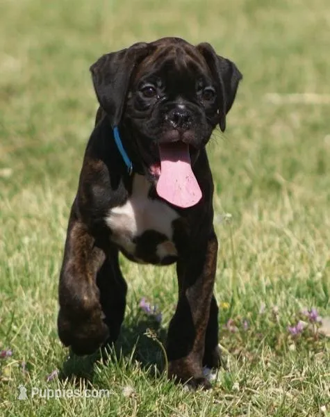 Blue collar  – Boxer puppy for sale in Greenfield, MO