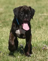 Blue collar , a male Boxer for sale in Greenfield, MO – Photo 5 of 10