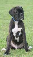 Blue collar , a male Boxer for sale in Greenfield, MO – 4 of 8