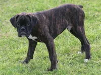 Blue collar , a male Boxer for sale in Greenfield, MO – 7 of 8
