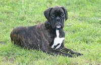 Blue collar , a male Boxer for sale in Greenfield, MO – 6 of 8