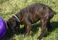 Blue collar , a male Boxer for sale in Greenfield, MO – Photo 2 of 10