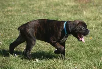 Blue collar , a male Boxer for sale in Greenfield, MO – Photo 6 of 10