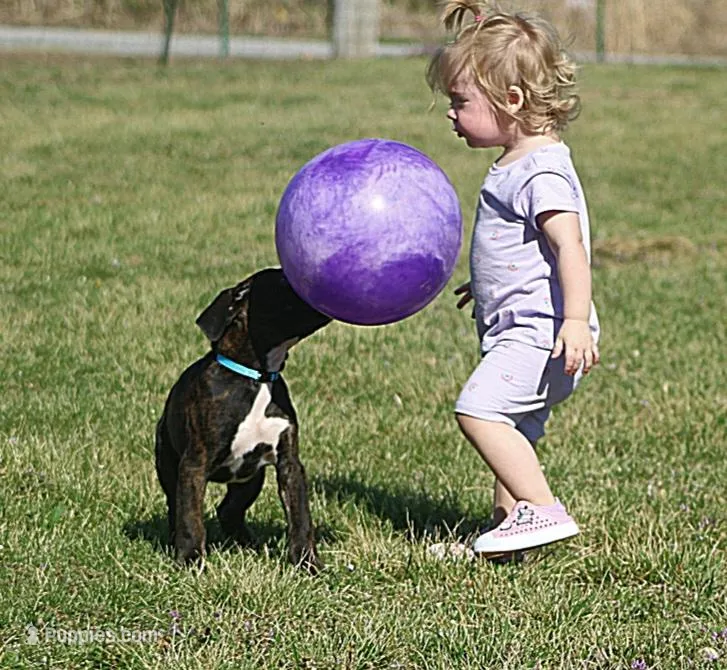 Blue collar  – Boxer puppy for sale in Greenfield, MO