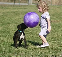 Blue collar , a male Boxer for sale in Greenfield, MO – Photo 3 of 10