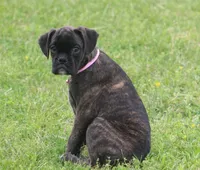 Holly , a male Boxer for sale in Greenfield, MO – 2 of 10