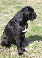 Holly , a male Boxer for sale in Greenfield, MO – 7 of 10