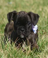 Holly , a male Boxer for sale in Greenfield, MO – Photo 9 of 10