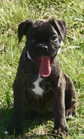 Holly , a male Boxer for sale in Greenfield, MO – Photo 8 of 10