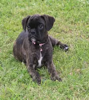 Holly , a male Boxer for sale in Greenfield, MO – 3 of 10