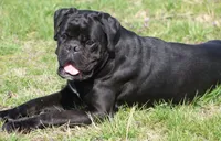 Holly , a male Boxer for sale in Greenfield, MO – 9 of 10