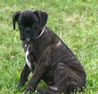 Holly , a male Boxer for sale in Greenfield, MO – 6 of 10