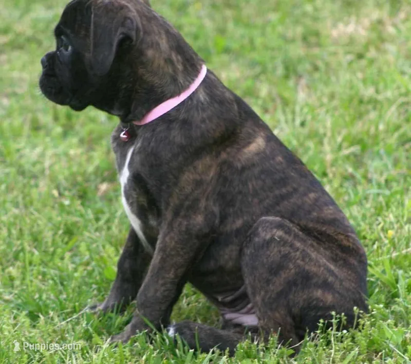 Holly  – Boxer puppy for sale in Greenfield, MO