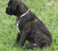Holly , a male Boxer for sale in Greenfield, MO – 1 of 10