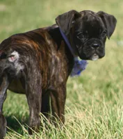 Holly , a male Boxer for sale in Greenfield, MO – Photo 5 of 10