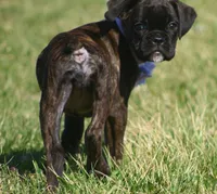 Holly , a male Boxer for sale in Greenfield, MO – Photo 3 of 10