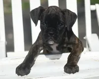 Holly , a male Boxer for sale in Greenfield, MO – Photo 4 of 10