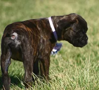 Holly , a male Boxer for sale in Greenfield, MO – Photo 7 of 10