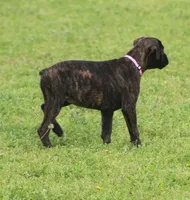 Holly , a male Boxer for sale in Greenfield, MO – 4 of 10