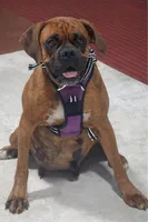 Holly , a male Boxer for sale in Greenfield, MO – 10 of 10