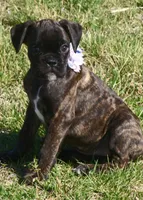 Holly , a male Boxer for sale in Greenfield, MO – Photo 10 of 10