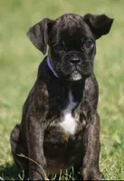Holly , a male Boxer for sale in Greenfield, MO – Photo 2 of 10