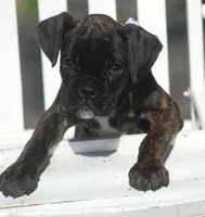 Holly , a male Boxer for sale in Greenfield, MO – Photo 6 of 10