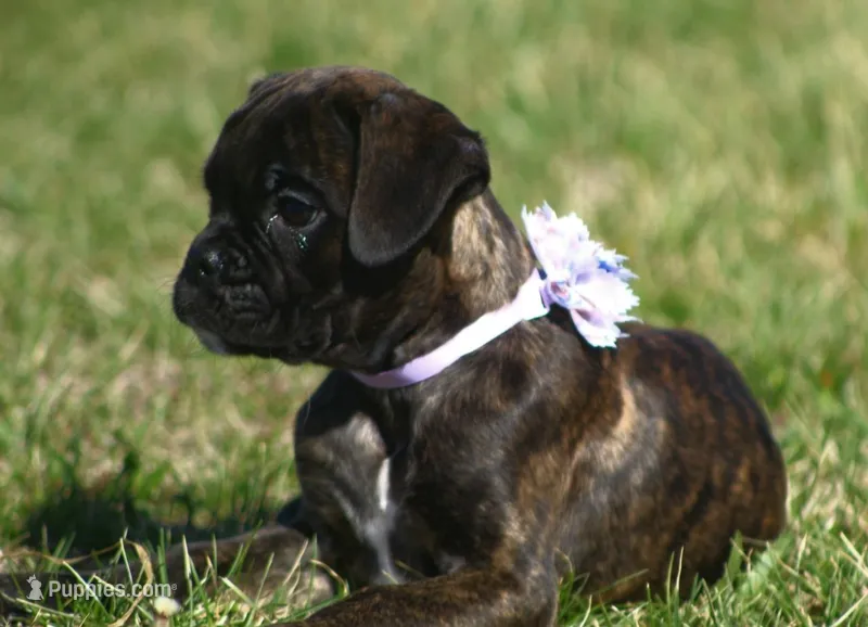 Holly  – Boxer puppy for sale in Greenfield, MO