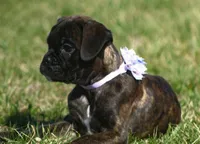 Holly , a male Boxer for sale in Greenfield, MO – Photo 1 of 10