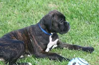 Blue collar , a male Boxer for sale in Greenfield, MO – 5 of 8