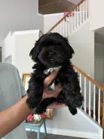 Sweet Oreo, a male Shih Tzu for sale in Chattanooga, TN – 9 of 9