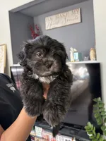 Big Oreo, a male Shih Tzu for sale in Chattanooga, TN – 5 of 10