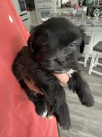 Big Oreo, a male Maltipoo and Shih Tzu for sale in San Antonio, TX – 7 of 8