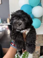 Big Oreo, a male Shih Tzu for sale in Chattanooga, TN – 6 of 10