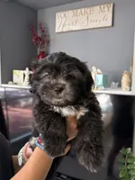 Big Oreo, a male Shih Tzu for sale in Chattanooga, TN – 2 of 10