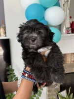 Big Oreo, a male Shih Tzu for sale in Chattanooga, TN – 4 of 10